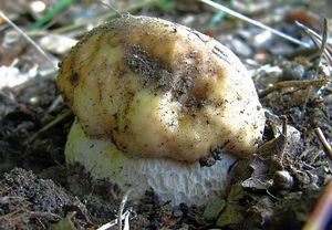 Klikni pro velký obrázek