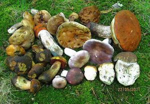 Klikni pro velký obrázek