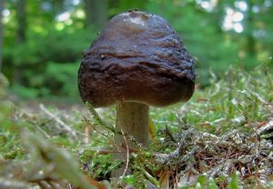 Klikni pro velký obrázek