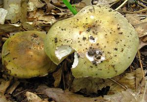 Klikni pro velký obrázek