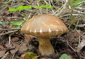 Klikni pro velký obrázek