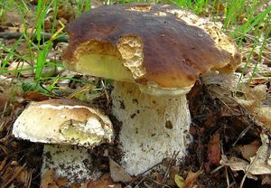 Klikni pro velký obrázek