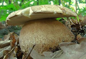 Klikni pro velký obrázek