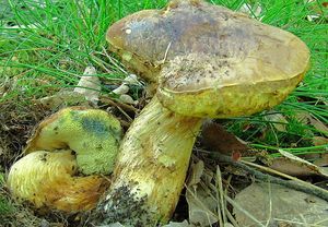 Klikni pro velký obrázek