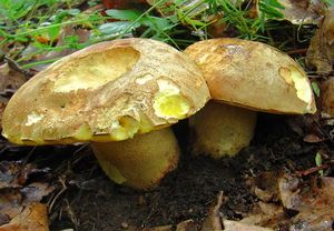 Klikni pro velký obrázek