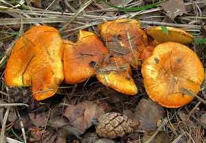 Klikni pro velký obrázek