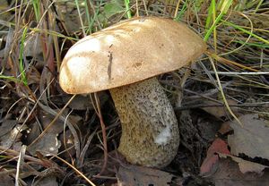 Klikni pro velký obrázek