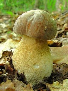 Klikni pro velký obrázek