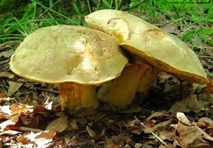 Klikni pro velký obrázek