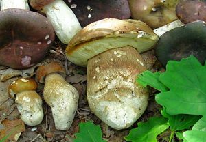 Klikni pro velký obrázek