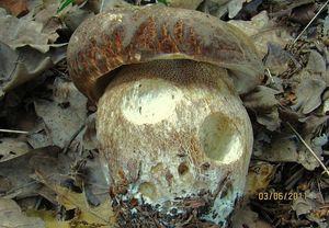 Klikni pro velký obrázek