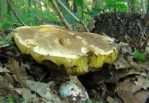 Klikni pro velký obrázek