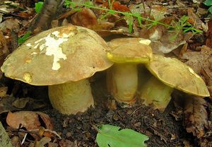 Klikni pro velký obrázek