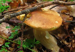 Klikni pro velký obrázek