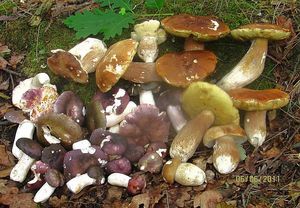 Klikni pro velký obrázek