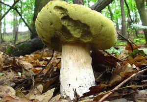 Klikni pro velký obrázek