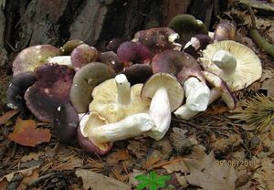 Klikni pro velký obrázek