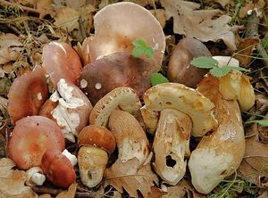 Klikni pro velký obrázek