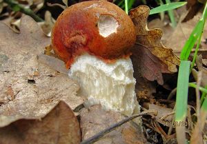 Klikni pro velký obrázek