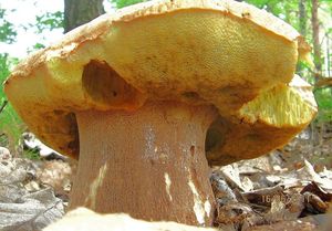 Klikni pro velký obrázek