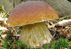 Hřib smrkový - Boletus edulis Bull. 1782