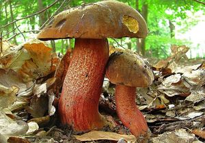 Klikni pro velký obrázek