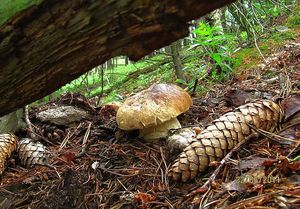 Klikni pro velký obrázek