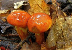 Klikni pro velký obrázek