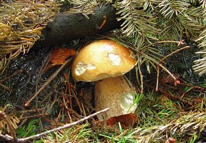 Klikni pro velký obrázek