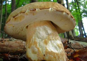 Klikni pro velký obrázek