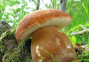 Klikni pro velký obrázek