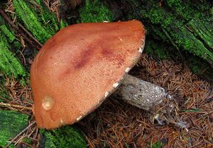 Klikni pro velký obrázek