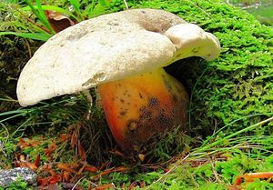 Klikni pro velký obrázek