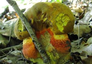 Klikni pro velký obrázek