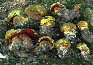 Klikni pro velký obrázek