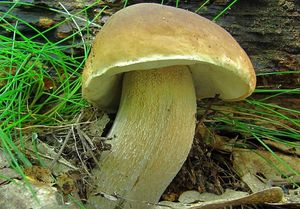 Klikni pro velký obrázek