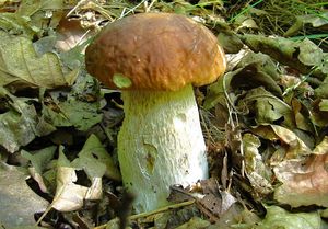 Klikni pro velký obrázek