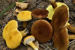 Klikni pro velký obrázek