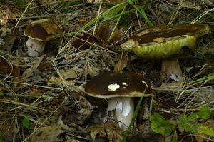 Klikni pro velký obrázek