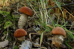 Klikni pro velký obrázek