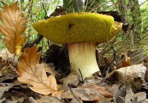 Klikni pro velký obrázek