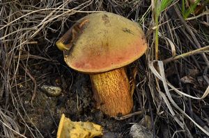 Klikni pro velký obrázek