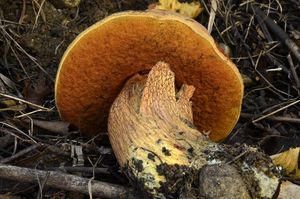 Klikni pro velký obrázek