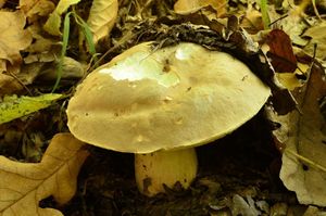 Klikni pro velký obrázek