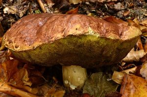 Klikni pro velký obrázek