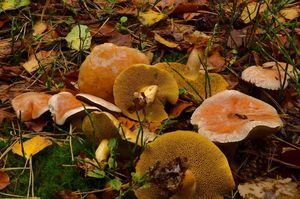 Klikni pro velký obrázek