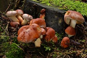 Klikni pro velký obrázek