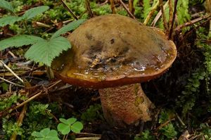 Klikni pro velký obrázek