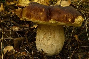 Klikni pro velký obrázek