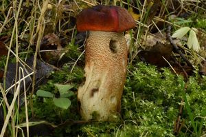 Klikni pro velký obrázek